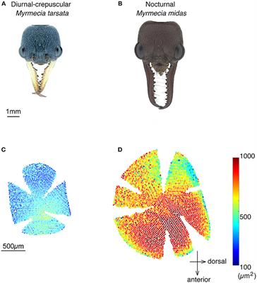 Spatial Resolving Power and Contrast Sensitivity Are Adapted for Ambient Light Conditions in Australian Myrmecia Ants